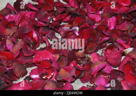 Dark red dried rose fragrant petals close up, Dark red dried rose flower on dry fragrant petals soft background. Stock Photo