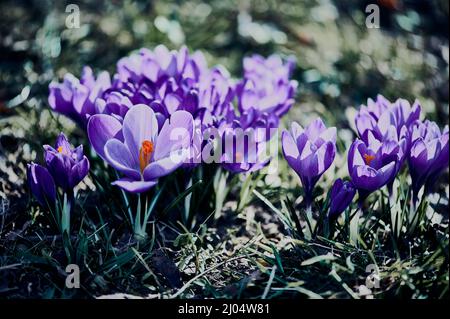 violet spring crocus blooming in March on a meadow, cinematic cold style Stock Photo