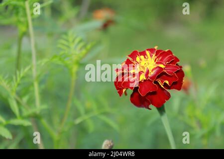 Bright marigold flower Tagetes, close-up. Macro photo of a flower with red petals. Stock Photo