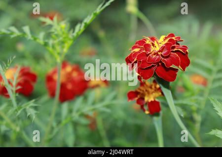 Bright marigold flower Tagetes, close-up. Macro photo of a flower with red petals. Stock Photo