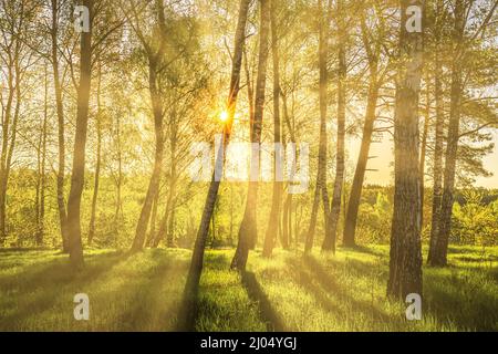 Sun rays cutting through birch trunks in a grove at sunset or sunrise in spring or early summer. Stock Photo