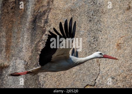 Stork in flight. Stork in their natural environment. Stock Photo