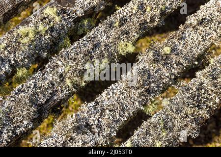 Lichen growing on the slats of an old wooden bench at Bridge of Brown, Highland, Scotland UK. Stock Photo