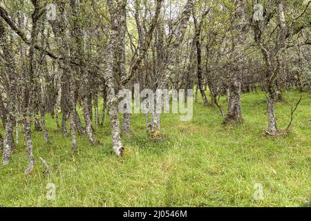Birch woodland near the Queens View Viewpoint at Delnabo near Tomintoul, Moray, Scotland UK. Stock Photo