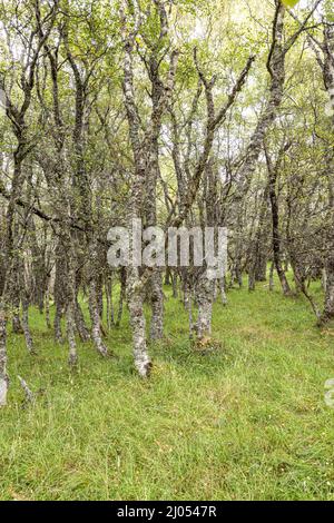 Birch woodland near the Queens View Viewpoint at Delnabo near Tomintoul, Moray, Scotland UK. Stock Photo