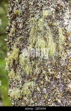 Lichen on a Silver Birch near the Queens View Viewpoint at Delnabo near Tomintoul, Moray, Scotland UK. Stock Photo