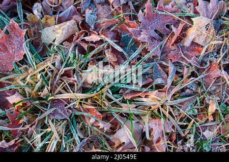 Frost on Grass and Leaves on the edge of an old field in Pennsylvania's Pocono Mountains Stock Photo