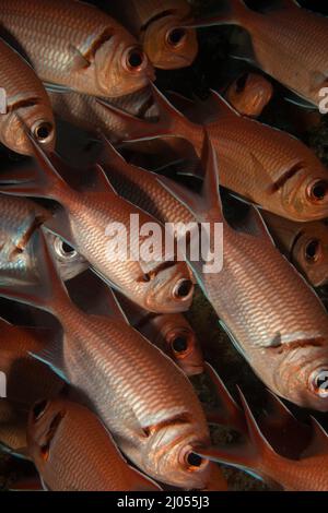 Blackbar soldierfish (Myripristis jacobus) on the reef off the Dutch Caribbean island of Sint Maarten Stock Photo