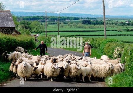 Two men directing sheep an Irish country road Stock Photo