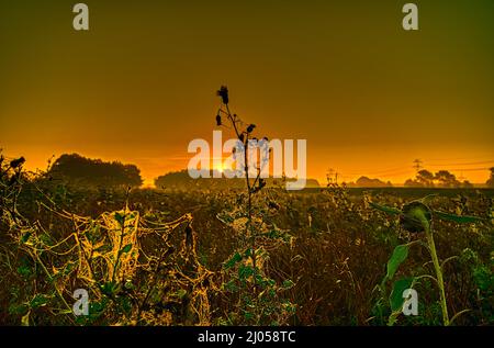 Silhouette tree and beautiful golden sky at sunset Stock Photo - Alamy
