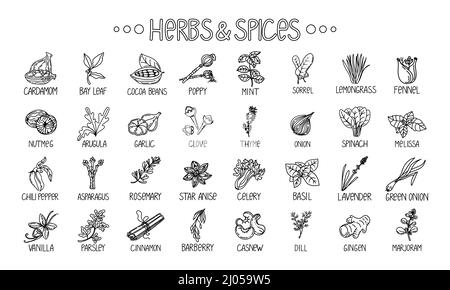 Icons of herbs and spices, drawn element in the style of a doodle. Template package design on a white background. Logo or emblem - herbs and spices - Stock Vector