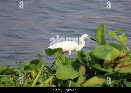 a little egret (Egretta garzetta) hunting for food on vegetation floating in the river Stock Photo