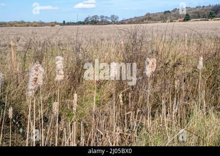 Old seed heads of bulrushes, Typha latifolia, growing in a Norfolk ditch. Stock Photo