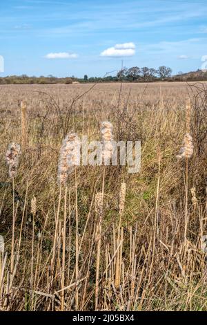 Old seed heads of bulrushes, Typha latifolia, growing in a Norfolk ditch. Stock Photo