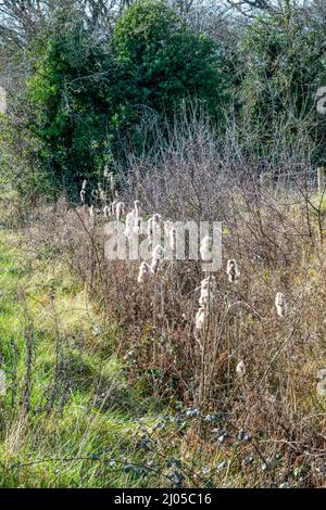 Old seed heads of bulrushes, Typha latifolia, growing in a Norfolk ditch. Stock Photo