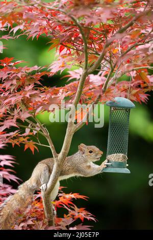 Close-up of a Grey Squirrel eating sunflower seeds from a bird feeder on a colorful Japanese Maple tree, UK. Stock Photo