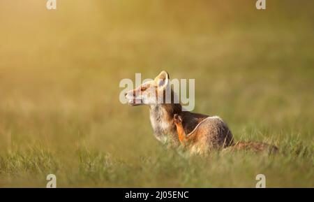 Close up of a red fox (vulpes vulpes) having a scratch in the morning light. Stock Photo