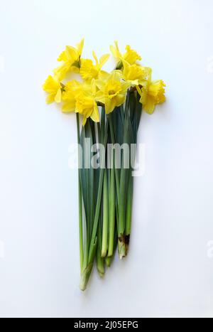 Beautiful yellow narcissus flower on white background. Directly above. Stock Photo