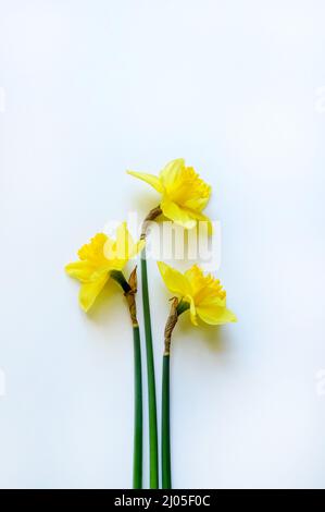 Beautiful yellow narcissus flower on white background. Directly above. Stock Photo