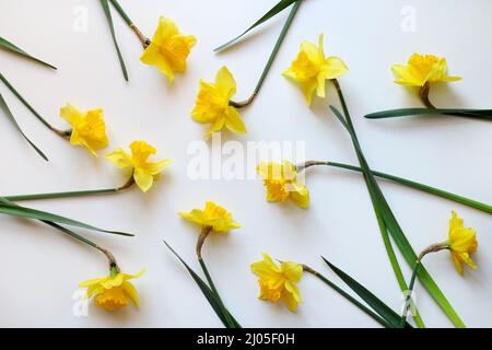 Beautiful yellow narcissus flower on white background. Directly above. Stock Photo