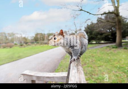 Close up of a grey squirrel sitting on a wooden bench in a park, UK. Stock Photo