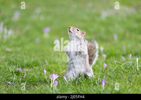 Close up of an eastern grey squirrel  standing up on its hind legs in green grass with crocus, UK. Stock Photo