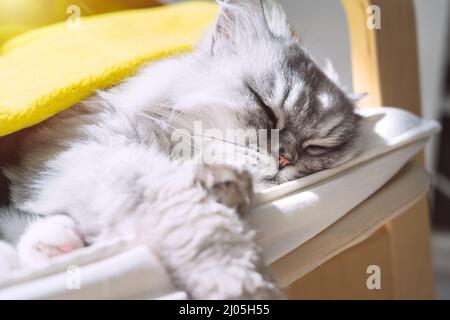 Cute domestic persian cat relaxing or sleeping at home and enjoying the sun Stock Photo