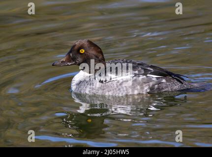 A side profile of a Juvenile Male Goldeneye swimming in a green and blue waters, with pretty brown head feathers and striking yellow eye. Stock Photo