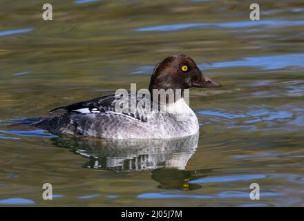 A side profile of a Juvenile Male Goldeneye swimming in a green and blue waters, with pretty brown head feathers and striking yellow eye. Stock Photo