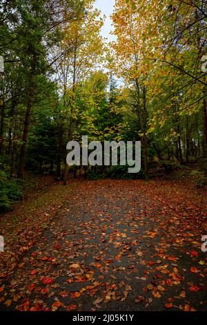End of the road concept. A road in the forest covered with brown leaves at autumn. End of life or road concept photo. Stock Photo
