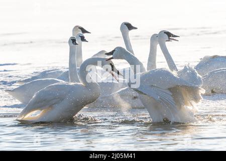 Trumpeter swans acting aggressive, (Cygnus buccinator). St. Croix river, WI, USA, by Dominique Braud/Dembinsky Photo Assoc Stock Photo