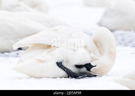 Trumpeter swan (Cygnus buccinator) preening and fixing feathers, St. Croix river, WI, USA, by Dominique Braud/Dembinsky Photo Assoc Stock Photo