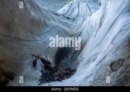 bleached weathered driftwood log laying on a beach Stock Photo