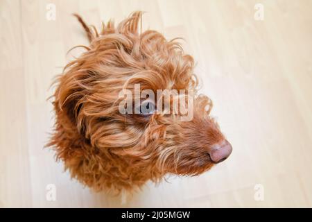 Funny dog looks up towards the camera Stock Photo