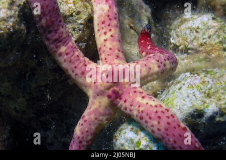 A Multipore Sea Star (Linckia multifora) in the Red Sea, Egypt Stock Photo