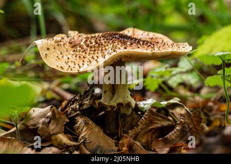 Close-up of an impressive white-capped mushroom in a forest, probably a freckled dapperling (Lepiota aspera), surrounded by autumn leaves, Germany Stock Photo