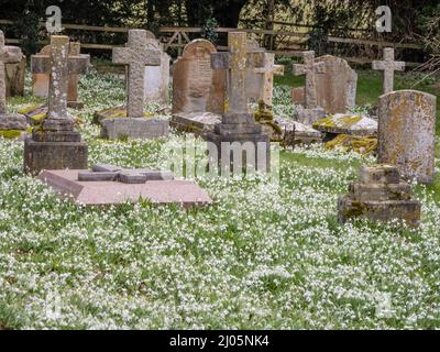 A carpet of Galanthus or snowdrops growing in a graveyard. Stock Photo