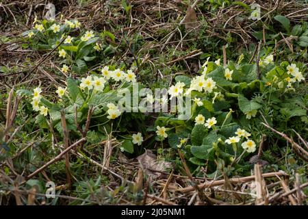 Primula vulgaris, the common primrose growing on a bank at a woodland edge. Stock Photo