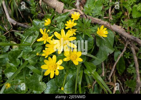 Ficaria verna (formerly Ranunculus ficaria L.), known as Lesser Celandine or Pilewort in the UK. In North America, it is known as Fig Buttercup. Stock Photo