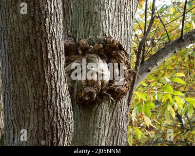 A growth on a tree trunk known as a burr in the UK and a burl in the US, which looks remarkably like a face. Stock Photo