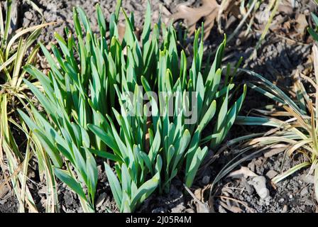 The first signs of spring in Northeastern Ohio, USA Stock Photo