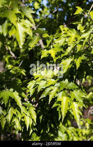 Acer tataricum subsp. ginnala close up in early spring. Stock Photo
