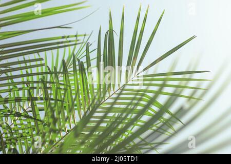Palm leaves with water drops, leaf shadow. Template for text, natural plant background. Stock Photo