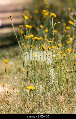 tall clusters of dandelions growing in late spring Stock Photo