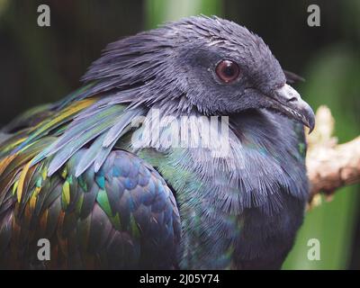 Radiant dazzling Nicobar Pigeon with bright iridescent feathers. Stock Photo