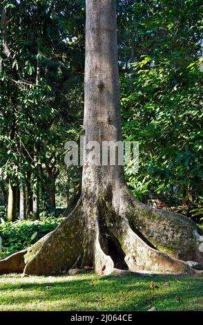 Tab Root Tree Tabular roots on tropical rainforest Stock Photo - Alamy