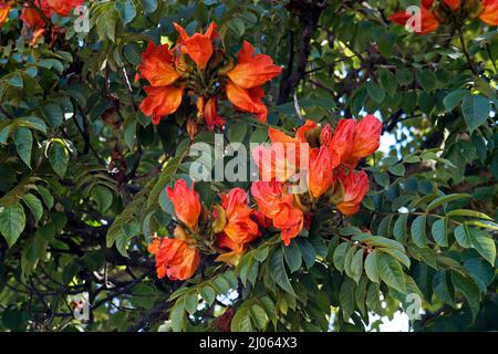 African tuliptree flowers (Spathodea campanulata), Ouro Preto, Brazil Stock Photo