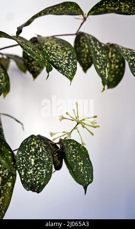 Dracaena flowers (Dracaena godseffiana), Rio de Janeiro Stock Photo