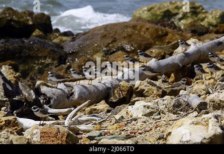 Tucacas, Falcon, Venezuela. 13th Mar, 2022. March 13, 2022, They travel during the day, eating while flying. They can feed their young while in flight. They can travel at least 600 miles in one day that means they can travel from Seattle to Spokane in one day. Swallows travel in groups. Seen in Tucacas, Falcon State. Venezuela. Photo: Juan Carlos Hernandez (Credit Image: © Juan Carlos Hernandez/ZUMA Press Wire) Stock Photo