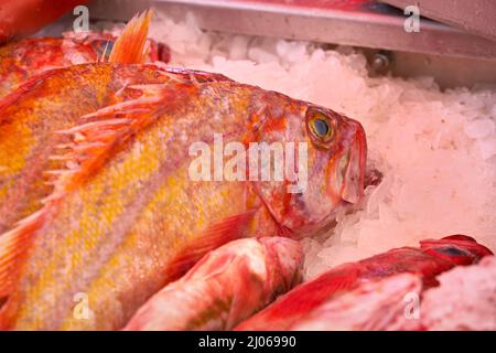 Yelloweye rockfish fishing hi-res stock photography and images - Alamy
